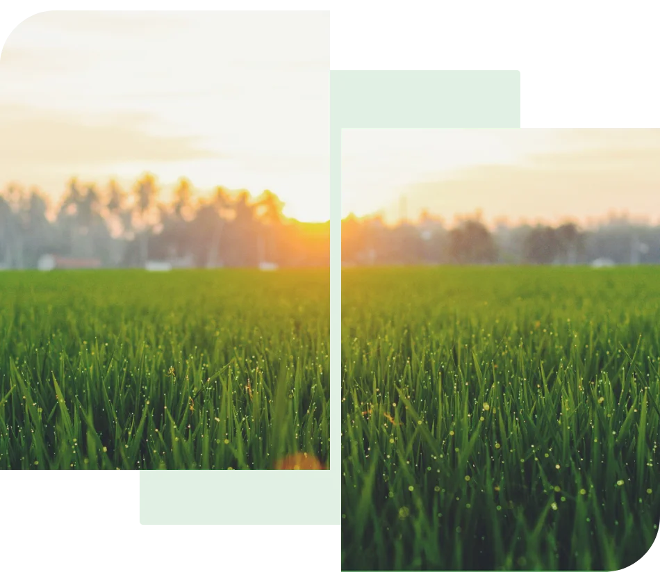 A field with green grass and trees in the background.