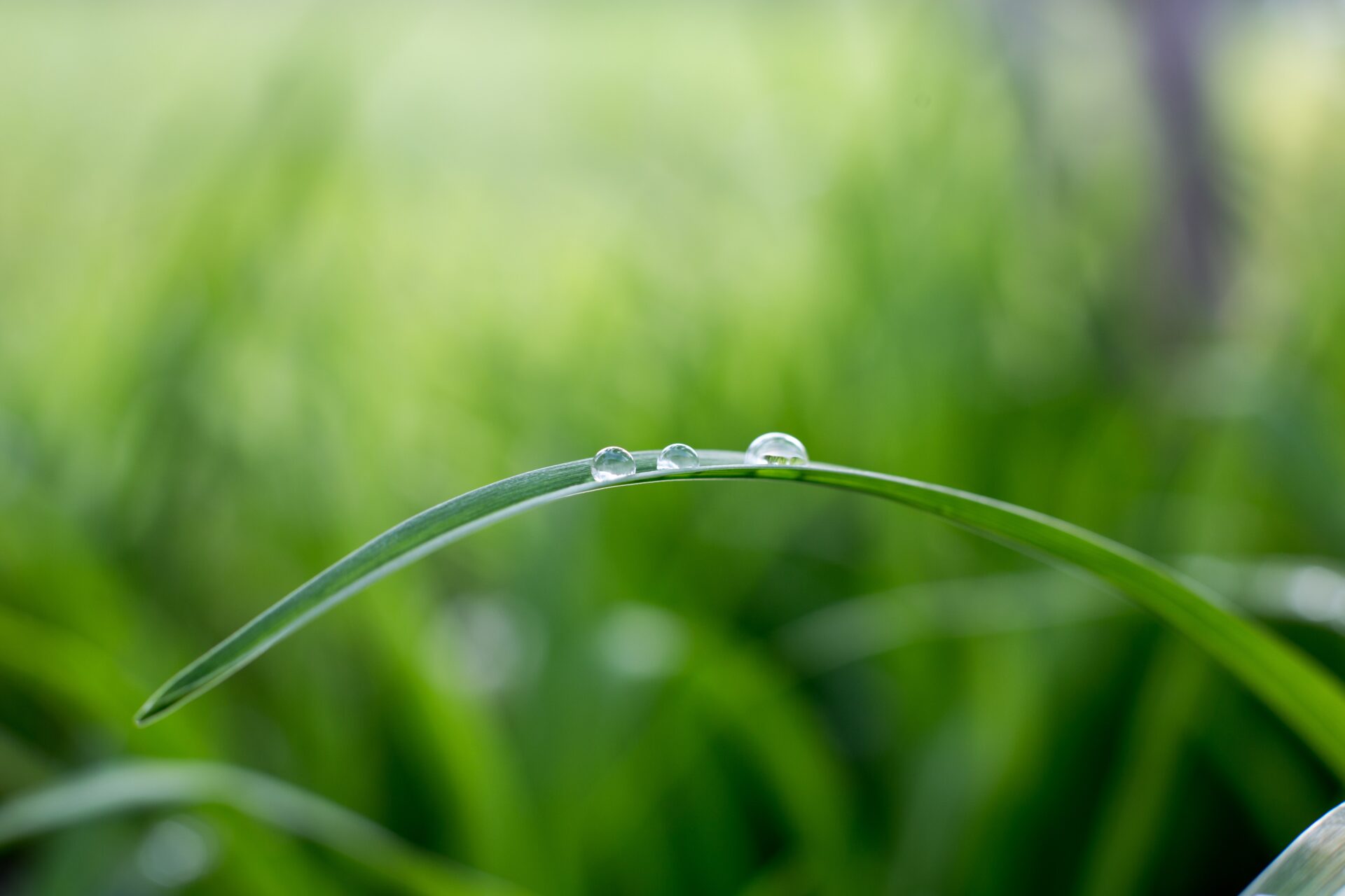 A close up of water drops on the grass