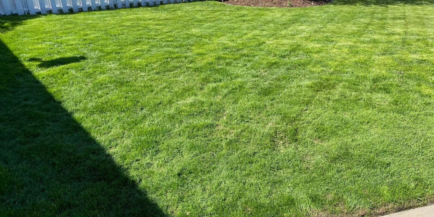 A yard with grass and trees in it