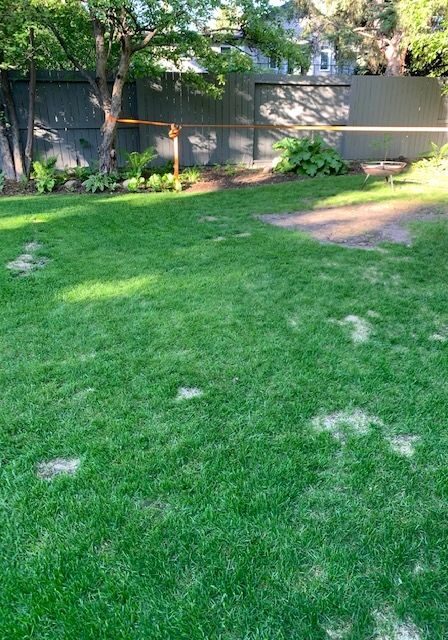 A yard with grass and trees in the background.